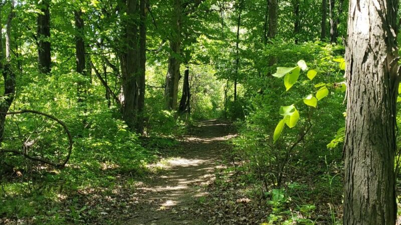 Foster-Blake Woods Preserve - Clayton, NY