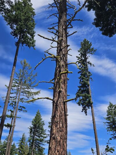 Battista Park - Suncadia - Cle Elum, WA