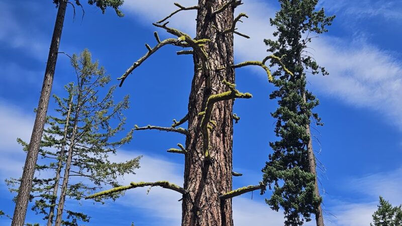 Battista Park - Suncadia - Cle Elum, WA
