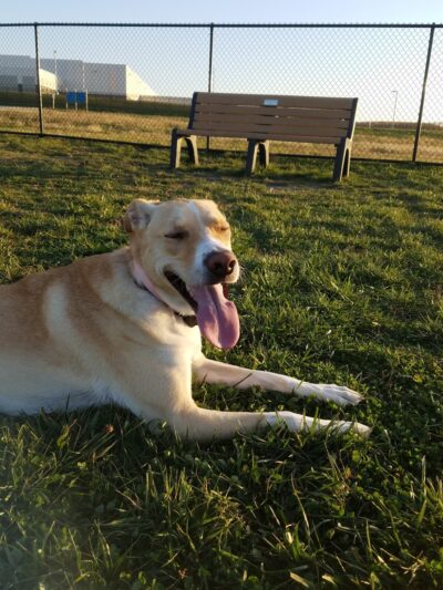 Clear Lake Dog Park - Clear Lake, IA
