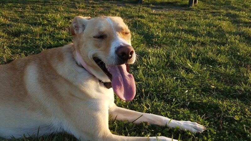 Clear Lake Dog Park - Clear Lake, IA