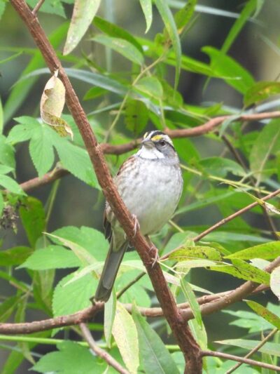 Gillespie Park - Clifton Heights, PA