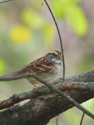 Gillespie Park - Clifton Heights, PA