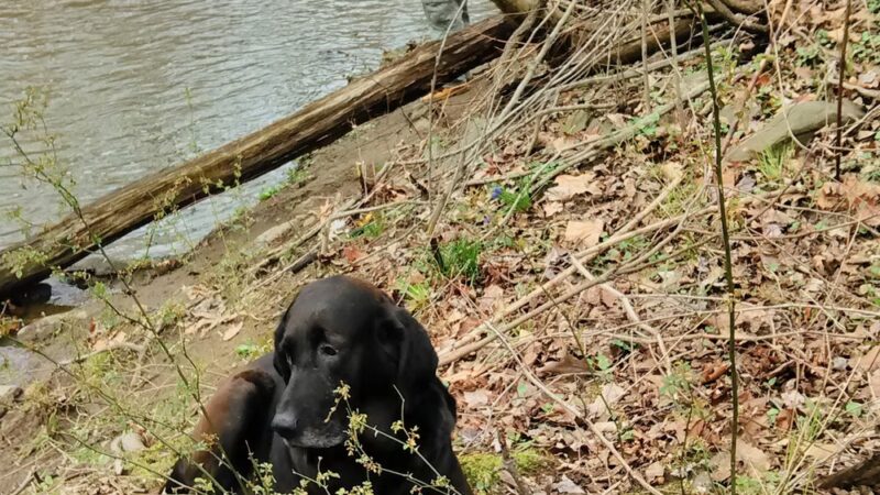 Scullion Recreation Area Park - Clifton Heights, PA