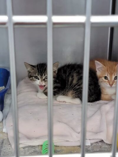 Clifton Friends of the Shelter - Clifton, NJ