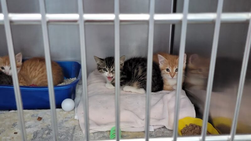 Clifton Friends of the Shelter - Clifton, NJ