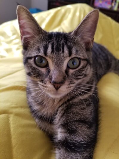 Clifton Friends of the Shelter - Clifton, NJ