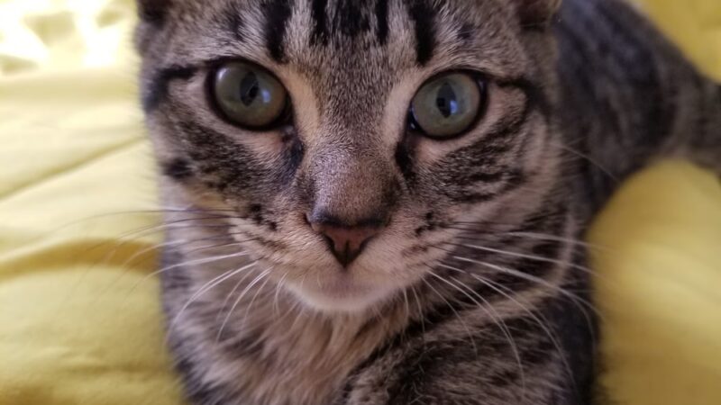 Clifton Friends of the Shelter - Clifton, NJ