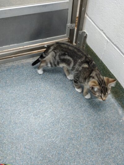 Clifton Friends of the Shelter - Clifton, NJ