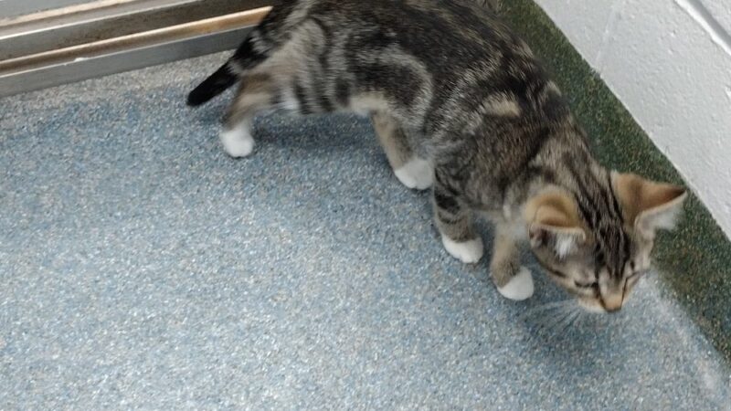Clifton Friends of the Shelter - Clifton, NJ