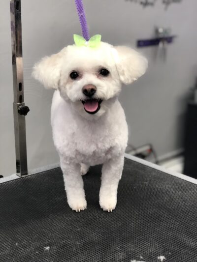 Clips N' Snips - Clifton, NJ