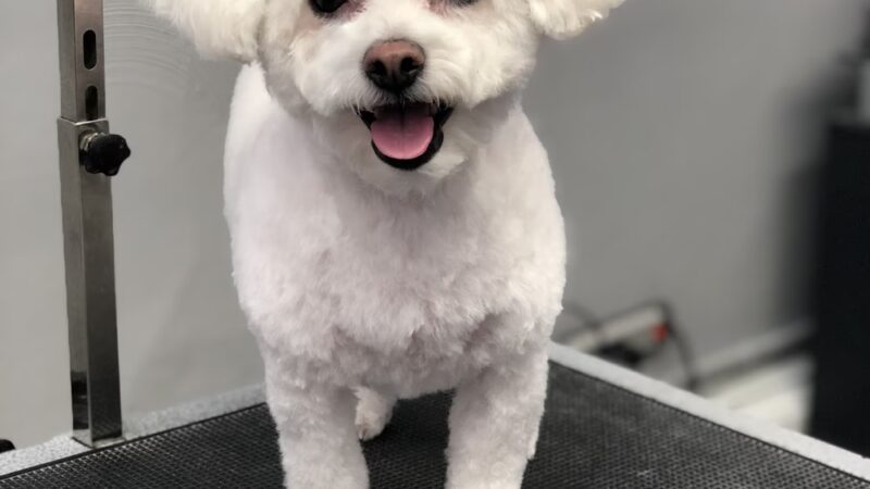 Clips N' Snips - Clifton, NJ