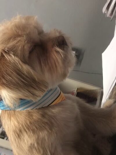 Clips N' Snips - Clifton, NJ