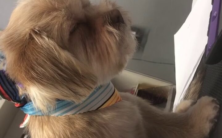 Clips N' Snips - Clifton, NJ