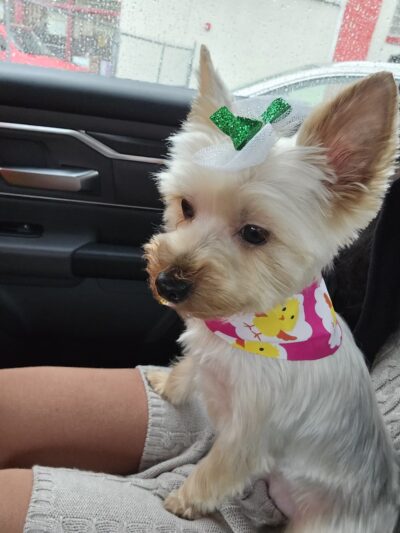 Clips N' Snips - Clifton, NJ