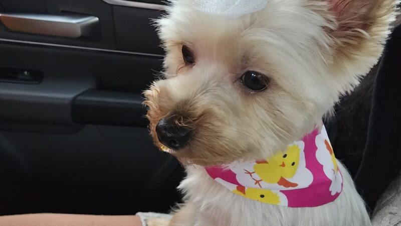 Clips N' Snips - Clifton, NJ