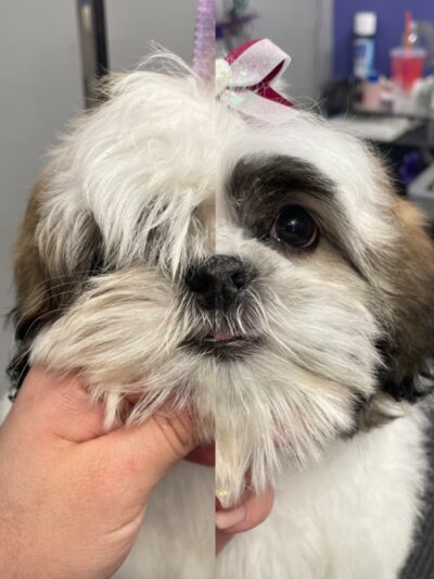 Clips N' Snips - Clifton, NJ