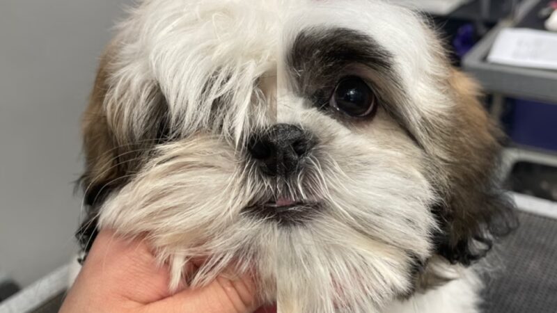 Clips N' Snips - Clifton, NJ