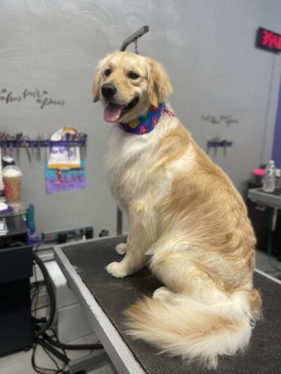 Clips N' Snips - Clifton, NJ