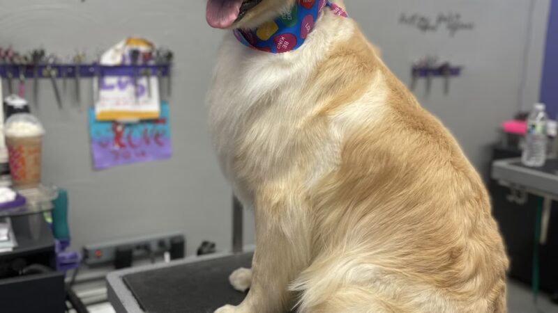 Clips N' Snips - Clifton, NJ