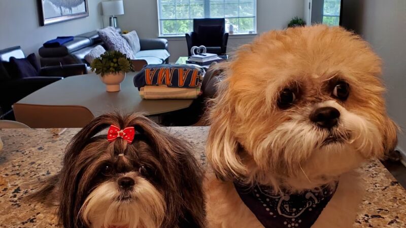 Fluffy Pets - Clifton, NJ