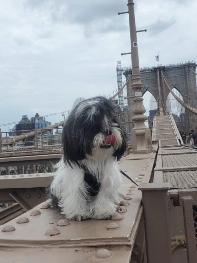 Fluffy Pets - Clifton, NJ