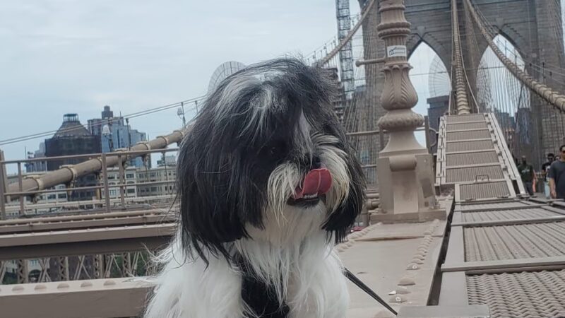 Fluffy Pets - Clifton, NJ