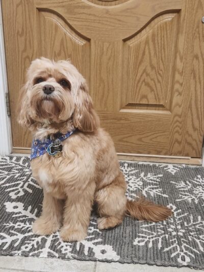 Fluffy Pets - Clifton, NJ