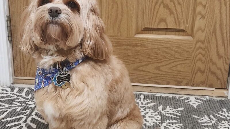 Fluffy Pets - Clifton, NJ