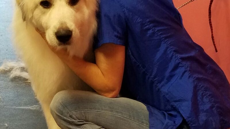 Lisa’s Pet Salon - Clifton, NJ