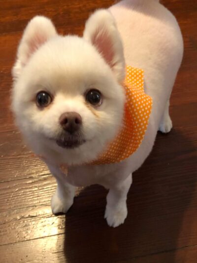 Lisa’s Pet Salon - Clifton, NJ