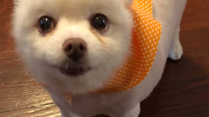 Lisa’s Pet Salon - Clifton, NJ