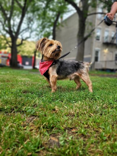 Lisa’s Pet Salon - Clifton, NJ