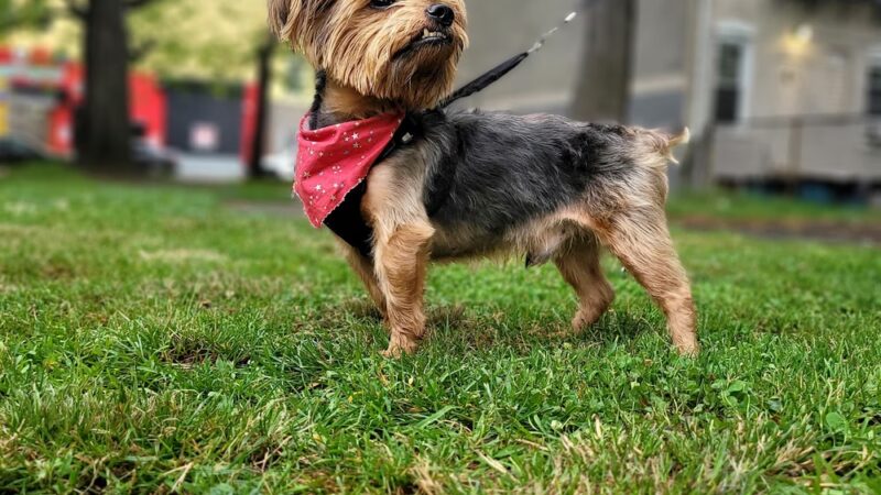 Lisa’s Pet Salon - Clifton, NJ