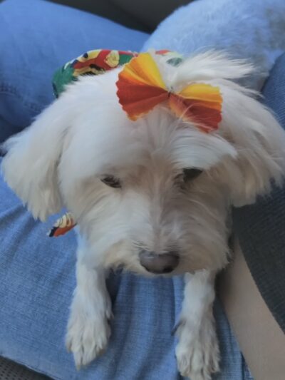 Lisa’s Pet Salon - Clifton, NJ