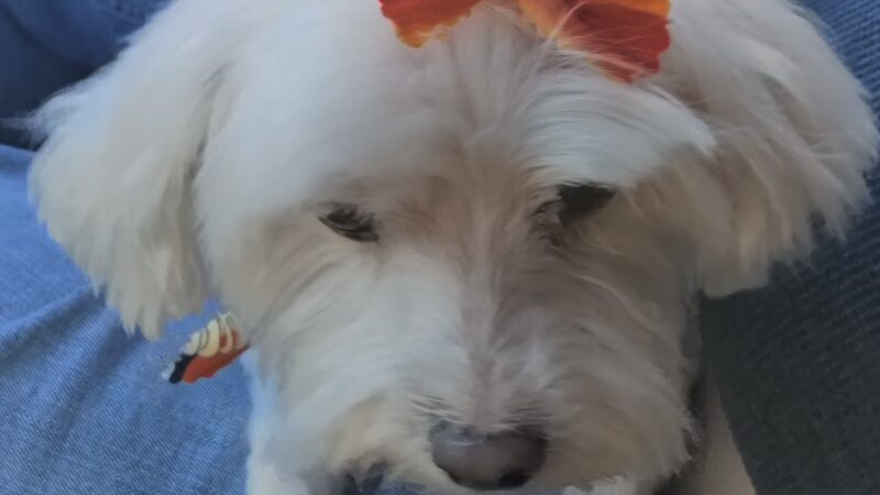 Lisa’s Pet Salon - Clifton, NJ