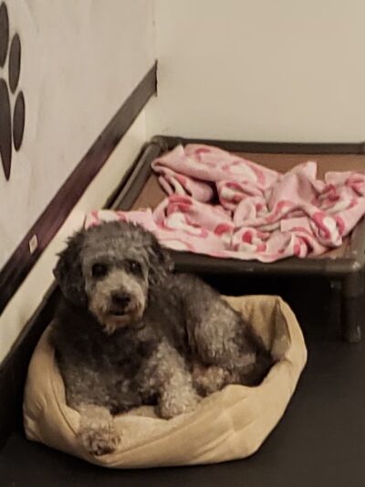 Lisa’s Pet Salon - Clifton, NJ