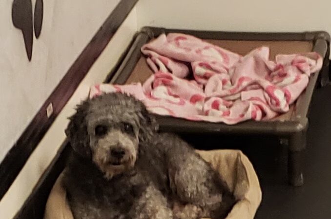 Lisa’s Pet Salon - Clifton, NJ