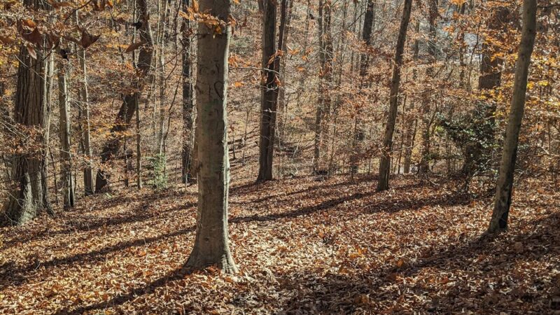 Bull Run Occoquan Trail - Clifton, VA