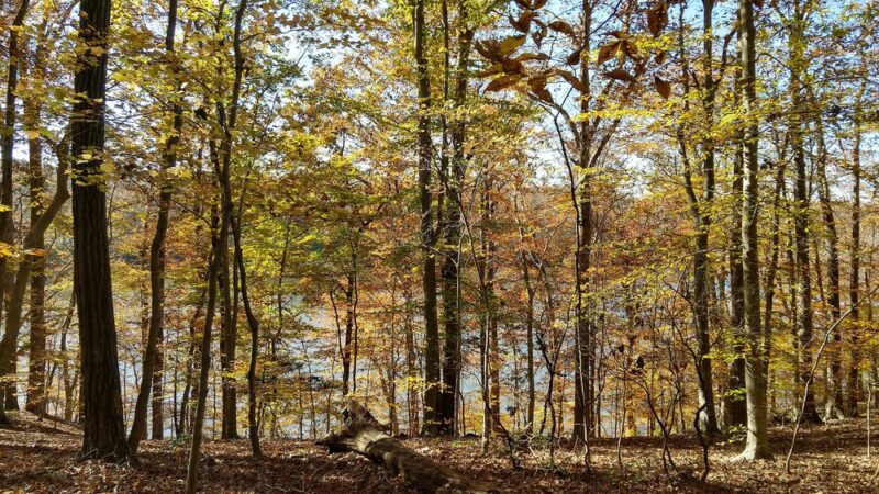 Bull Run Occoquan Trail - Clifton, VA