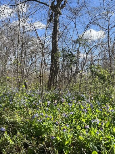 Bull Run-Occoquan Trail Yates Ford Road Trailhead - Clifton, VA