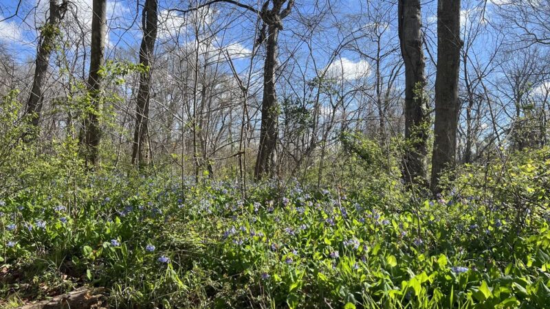 Bull Run-Occoquan Trail Yates Ford Road Trailhead - Clifton, VA