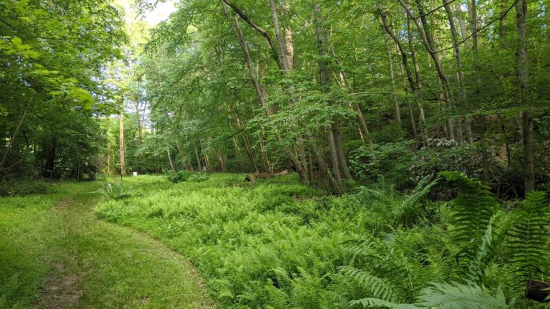 Webb Nature Sanctuary - Clifton, VA