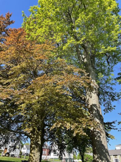 Carlisle Park - Clinton, MA
