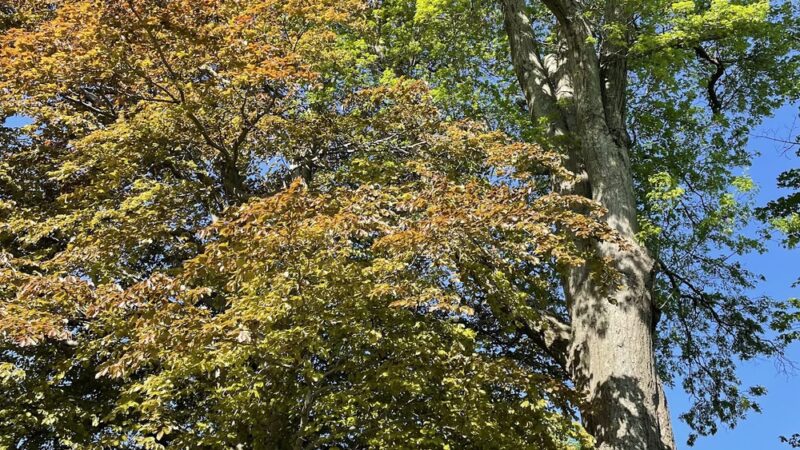Carlisle Park - Clinton, MA