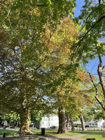 Carlisle Park - Clinton, MA
