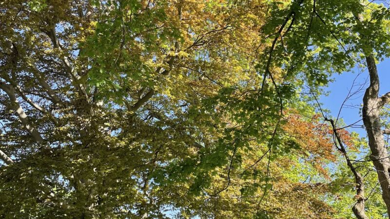 Carlisle Park - Clinton, MA
