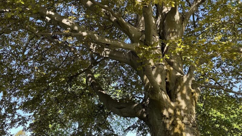 Carlisle Park - Clinton, MA