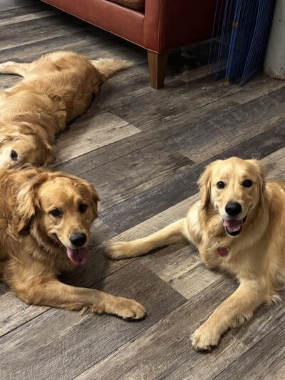Country Dogs Daycare & Retail Shoppe, Inc. - Clinton, MA