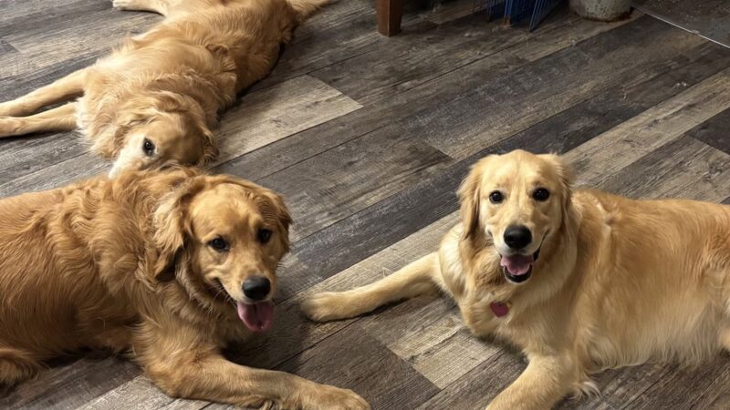 Country Dogs Daycare & Retail Shoppe, Inc. - Clinton, MA